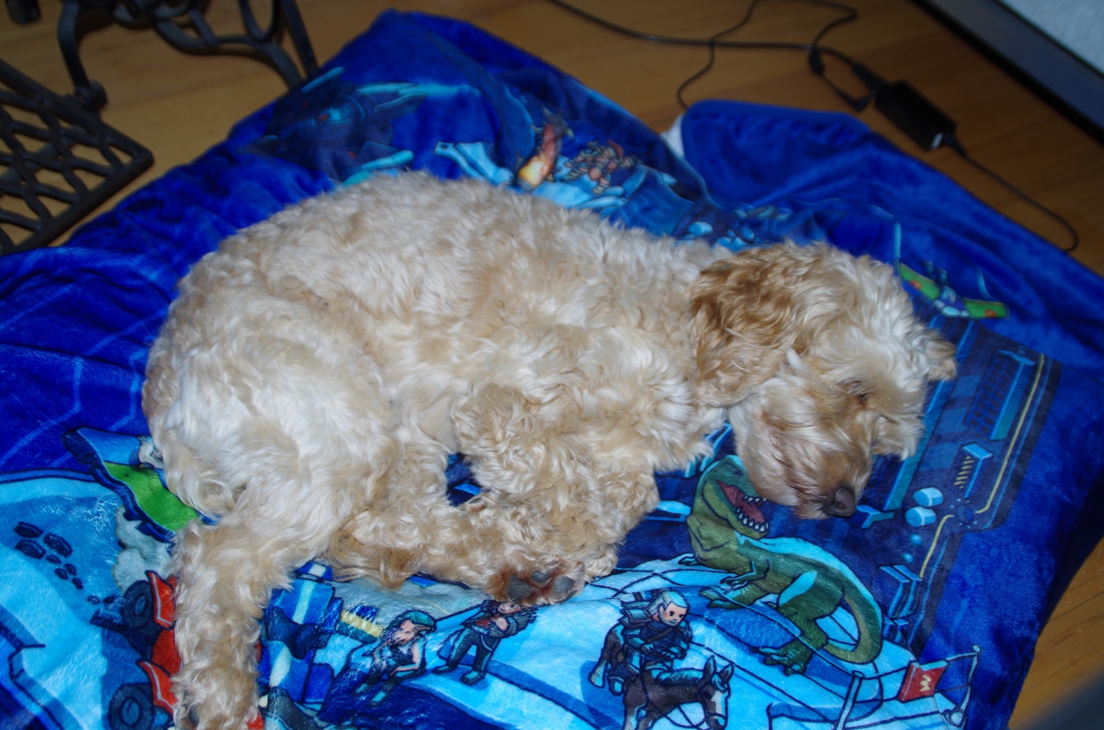 Felix' Hund hat die Intel Decke in Beschlag genommen.